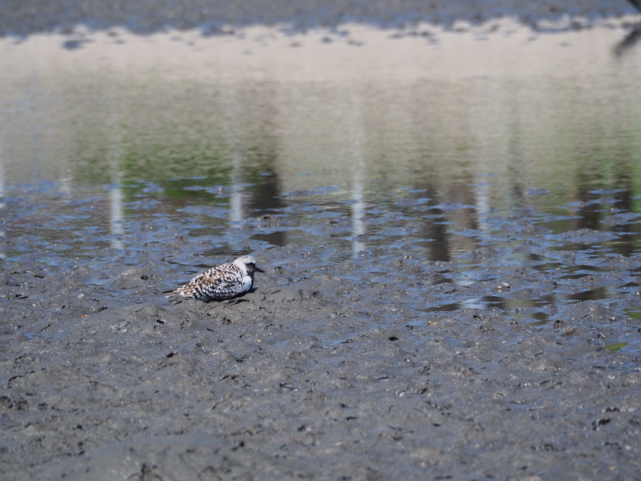 Photo of Grey Plover at Sambanze Tideland by もさこ