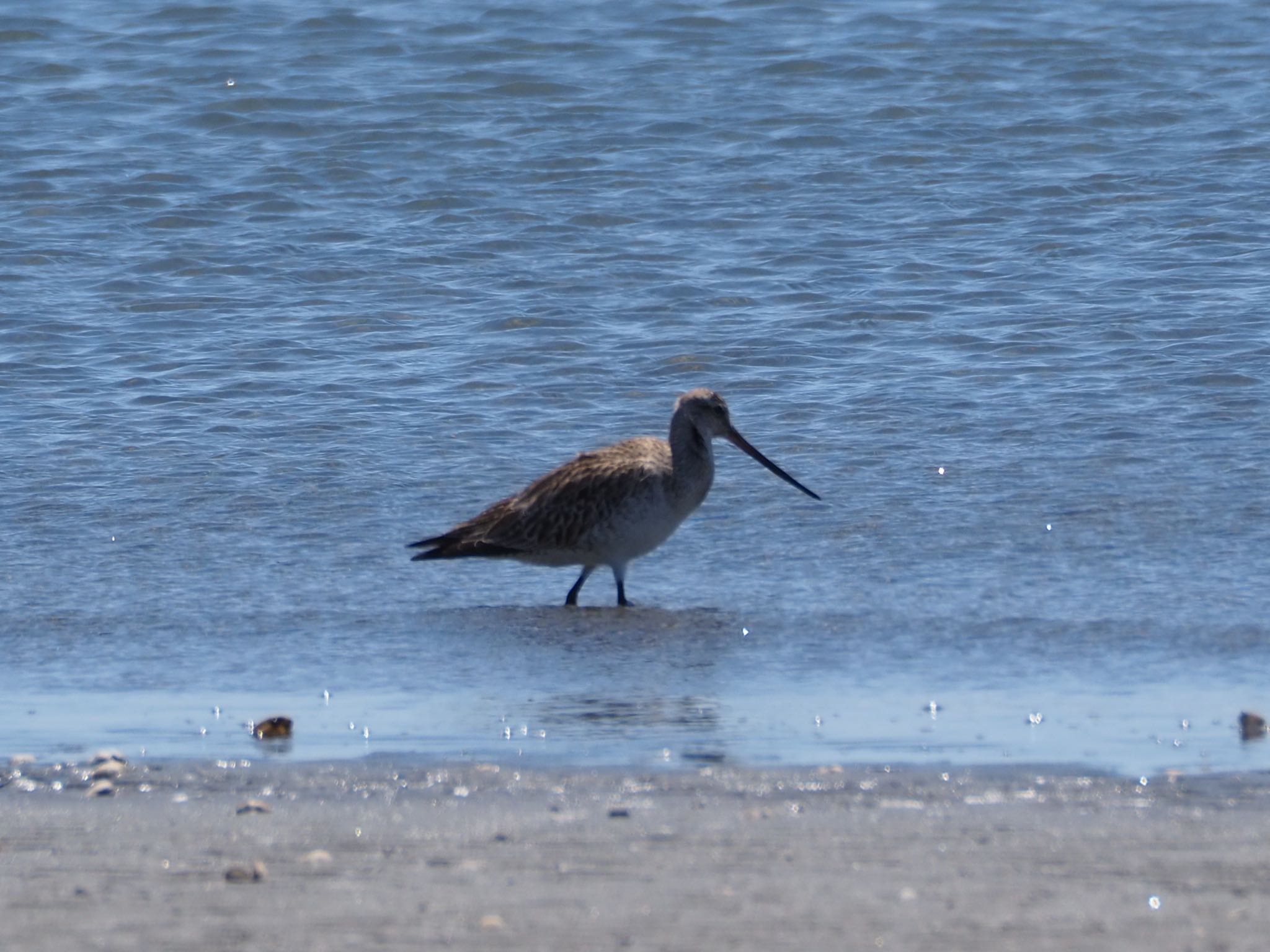 Photo of Bar-tailed Godwit at Sambanze Tideland by もさこ