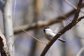 ハシブトガラ 三角山(札幌市西区) 2021年4月23日(金)