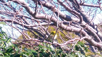 Sun, 2/19/2017 Birding report at 西伊豆