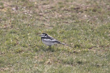 2021年4月16日(金) 北海道空知の野鳥観察記録