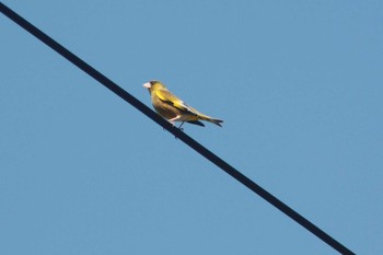 2021年4月23日(金) 北海道空知の野鳥観察記録