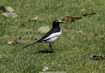 セグロセキレイ 守谷　立沢公園 2021年4月23日(金)