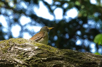 2021年4月21日(水) 明治神宮の野鳥観察記録