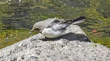 Japanese Wagtail 恩田川 Tue, 4/14/2020