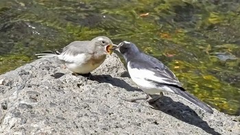 Japanese Wagtail 恩田川 Tue, 4/14/2020