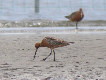 オオソリハシシギ ふなばし三番瀬海浜公園 2021年4月22日(木)