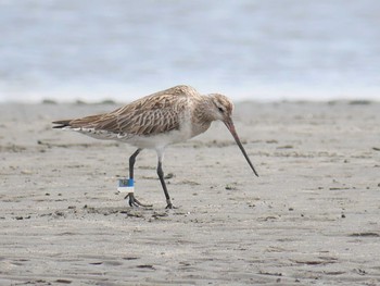 オオソリハシシギ ふなばし三番瀬海浜公園 2021年4月22日(木)