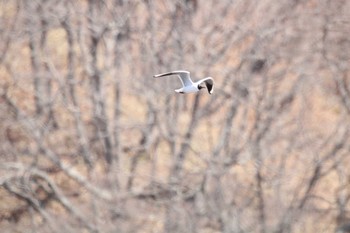 Fri, 4/23/2021 Birding report at 湧洞沼(豊頃町)