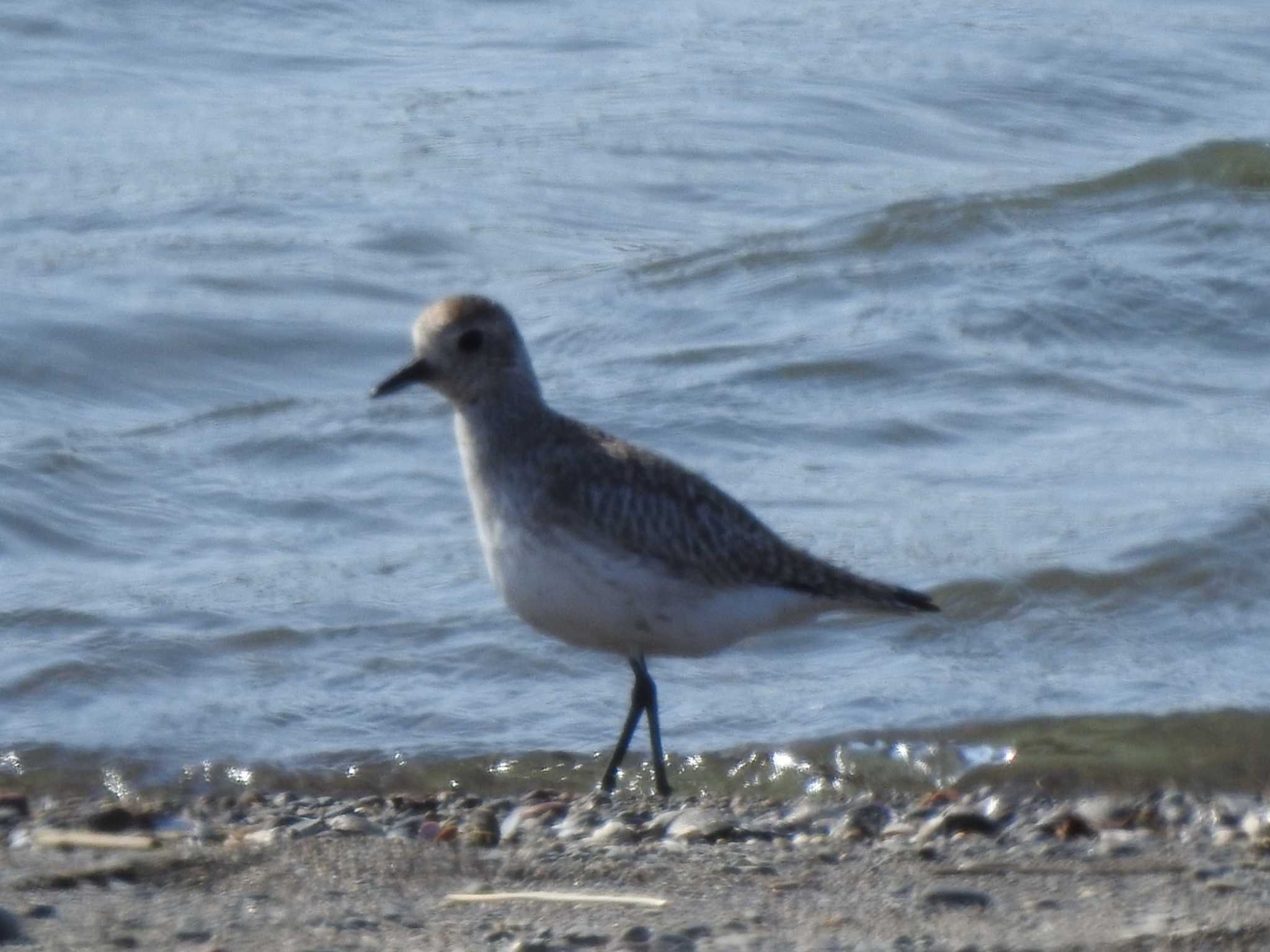 Photo of Grey Plover at 湧洞沼(豊頃町) by ノビタキ王国の住民 