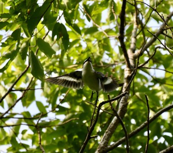 2021年4月24日(土) 千種区の野鳥観察記録