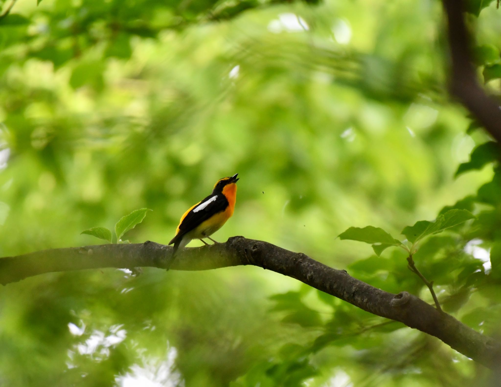 Narcissus Flycatcher