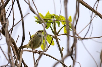 ウグイス 鶴ケ谷中央公園 2021年4月18日(日)