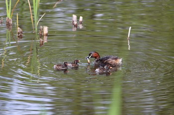 2021年4月24日(土) 石神井公園の野鳥観察記録