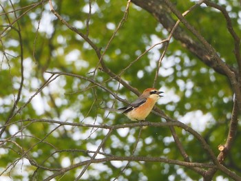 2021年4月24日(土) 秋ヶ瀬公園付近の野鳥観察記録