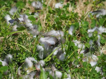 2021年4月24日(土) 東京都世田谷区の野鳥観察記録