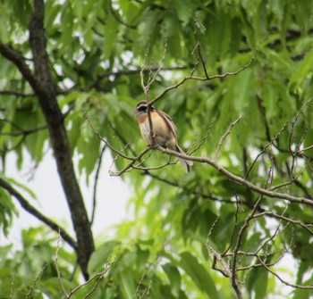 Meadow Bunting 大和民族公園(奈良県) Sat, 4/24/2021