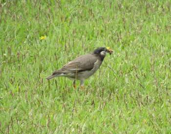 White-cheeked Starling 大和民族公園(奈良県) Sat, 4/24/2021