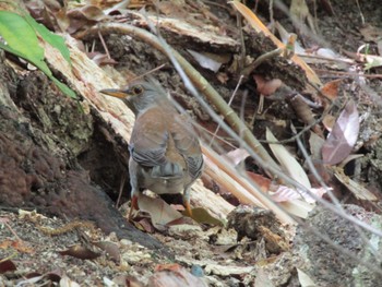 Pale Thrush 大和民族公園(奈良県) Sat, 4/24/2021