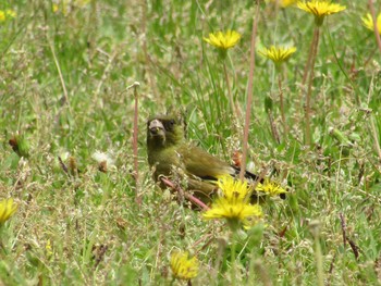 Grey-capped Greenfinch 大和民族公園(奈良県) Sat, 4/24/2021