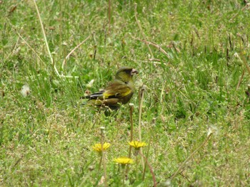 Grey-capped Greenfinch 大和民族公園(奈良県) Sat, 4/24/2021