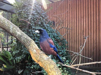 ルリカケス 上野動物園 2019年1月13日(日)