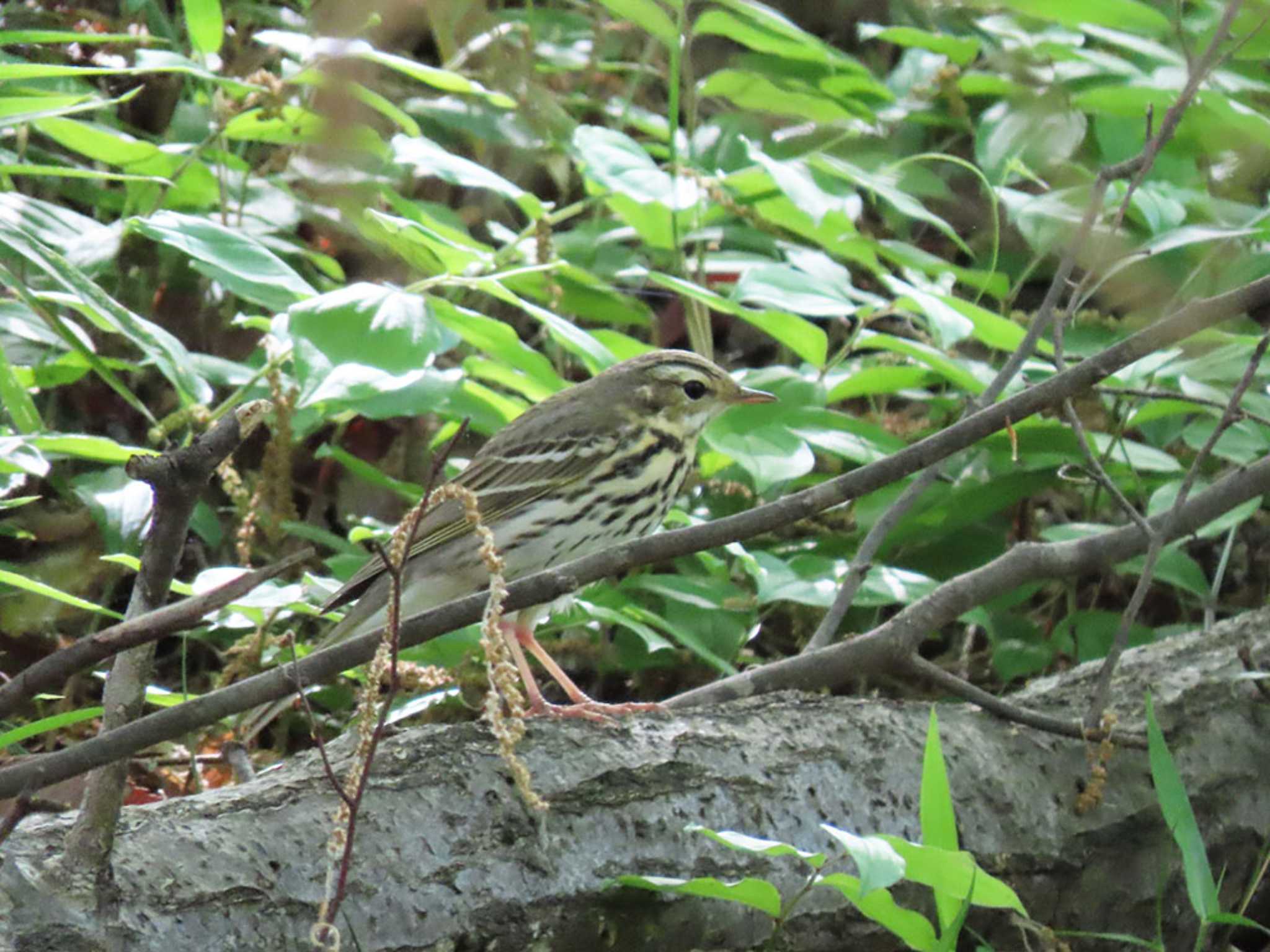 平山城址(平山城址公園) ビンズイの写真 by Naomi♪