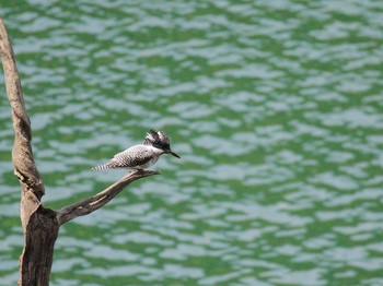 2021年4月24日(土) 早戸川林道の野鳥観察記録