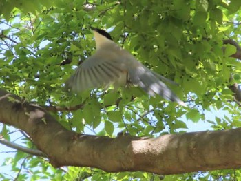 2021年4月23日(金) 千葉県立行田公園の野鳥観察記録