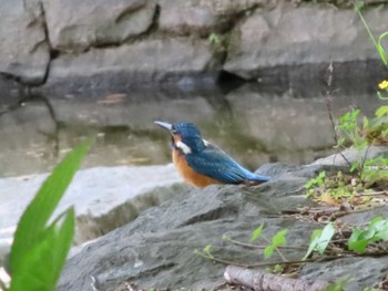 2021年4月24日(土) 千葉県立行田公園の野鳥観察記録