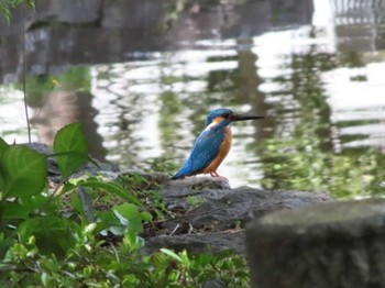 カワセミ 千葉県立行田公園 2021年4月24日(土)