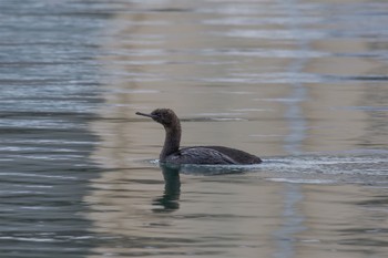 Pelagic Cormorant 飯岡漁港 Fri, 2/24/2017