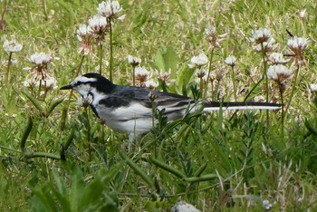 2021年4月24日(土) 東京都北区の野鳥観察記録