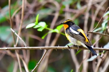 Narcissus Flycatcher 油山市民の森 Sat, 4/24/2021