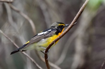 Narcissus Flycatcher 油山市民の森 Sat, 4/24/2021