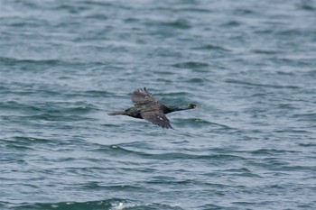 Pelagic Cormorant 波崎漁港 Fri, 2/24/2017