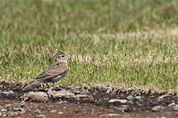 Thu, 4/15/2021 Birding report at 多摩川二ヶ領宿河原堰