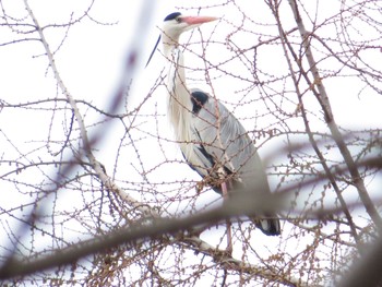 2021年4月24日(土) 濤沸湖の野鳥観察記録