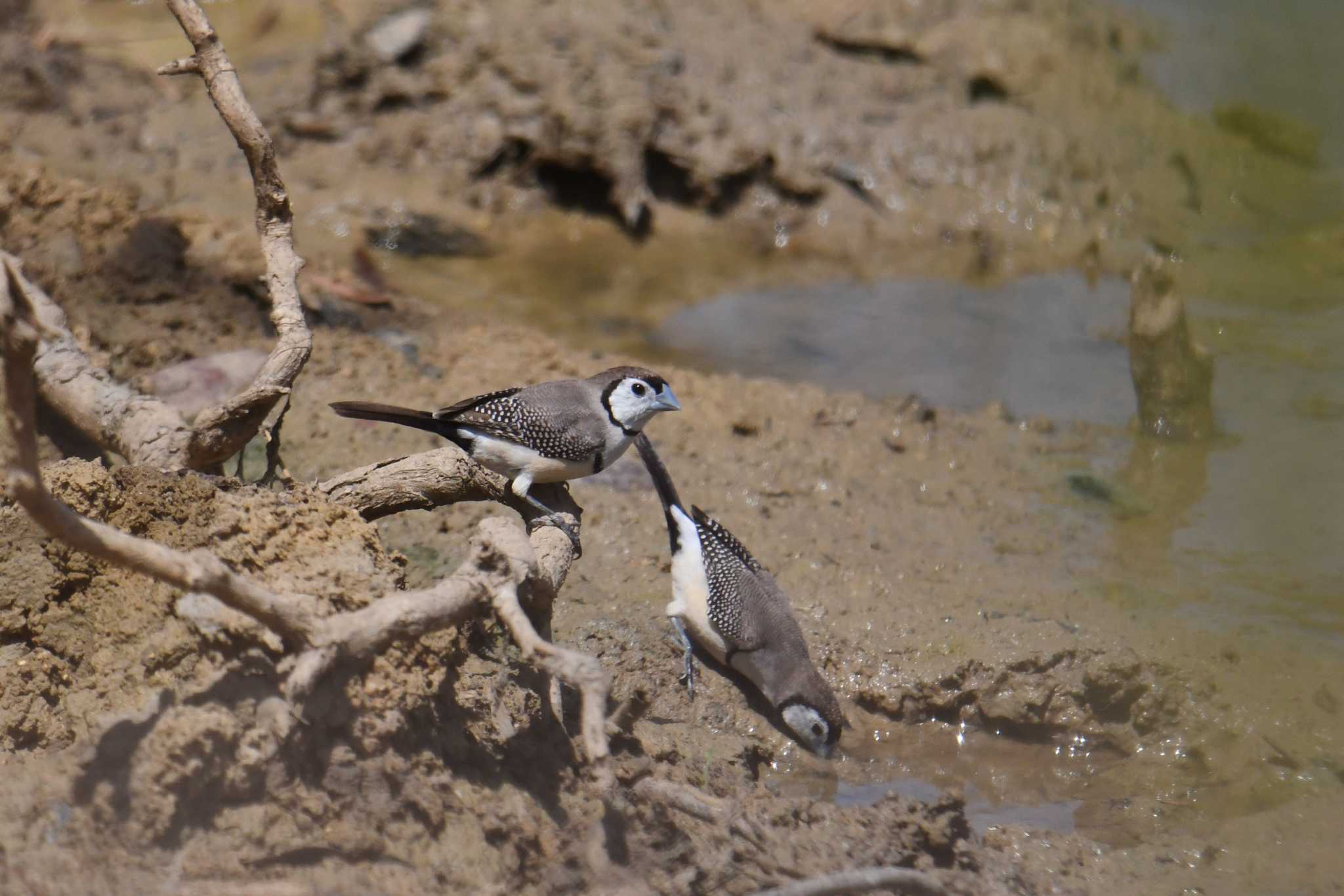 Photo of Double-barred Finch at Lake Field National Park by あひる