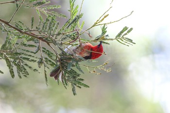 Scarlet Myzomela Royal National Park Sat, 2/11/2017