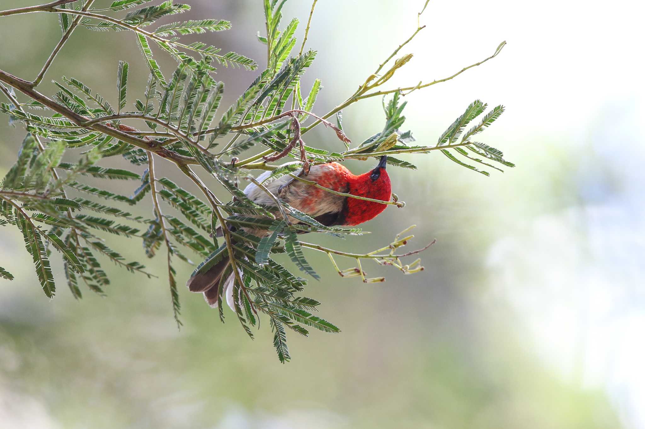 Photo of Scarlet Myzomela at Royal National Park by Trio