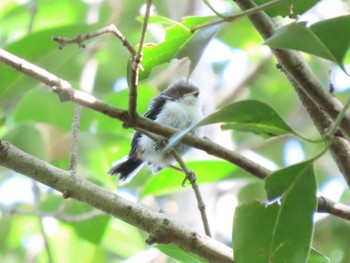 2021年4月24日(土) 谷津干潟の野鳥観察記録