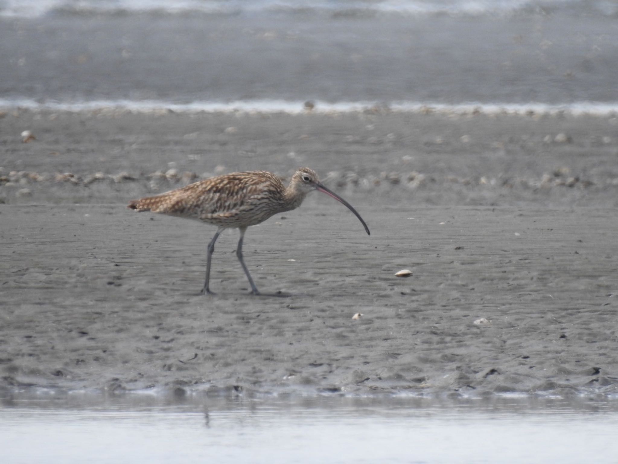 ふなばし三番瀬海浜公園 ホウロクシギの写真 by da