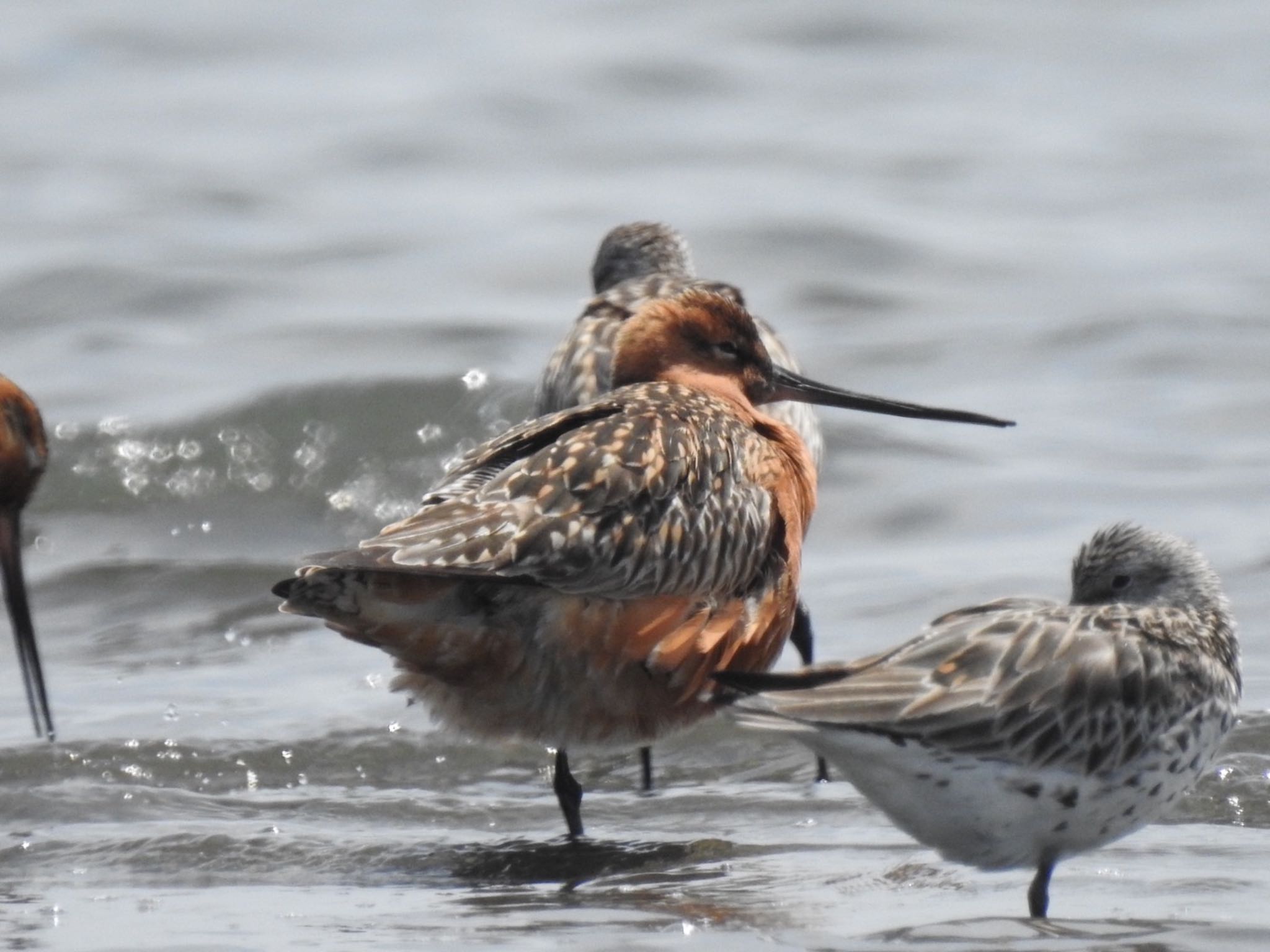 Photo of Bar-tailed Godwit at Sambanze Tideland by da