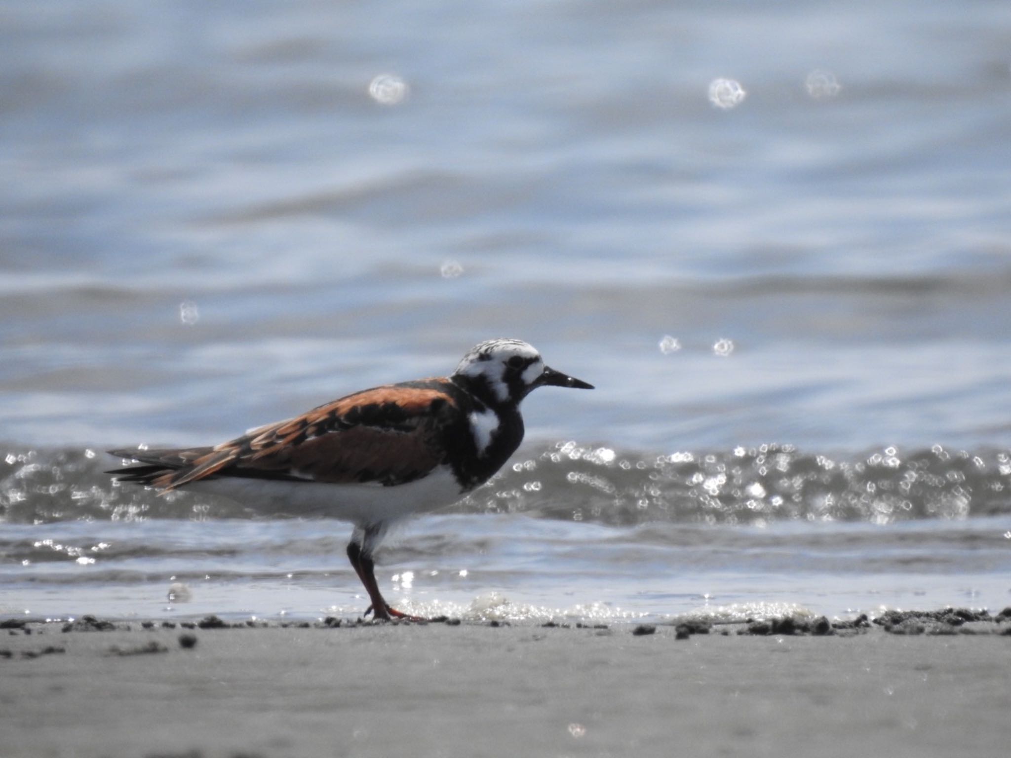 Photo of Ruddy Turnstone at Sambanze Tideland by da