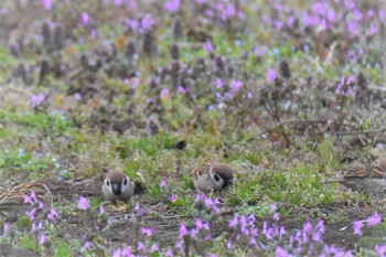 スズメ 神代植物公園 2021年4月2日(金)