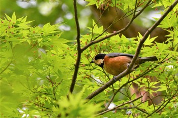 Fri, 4/2/2021 Birding report at 神代植物公園