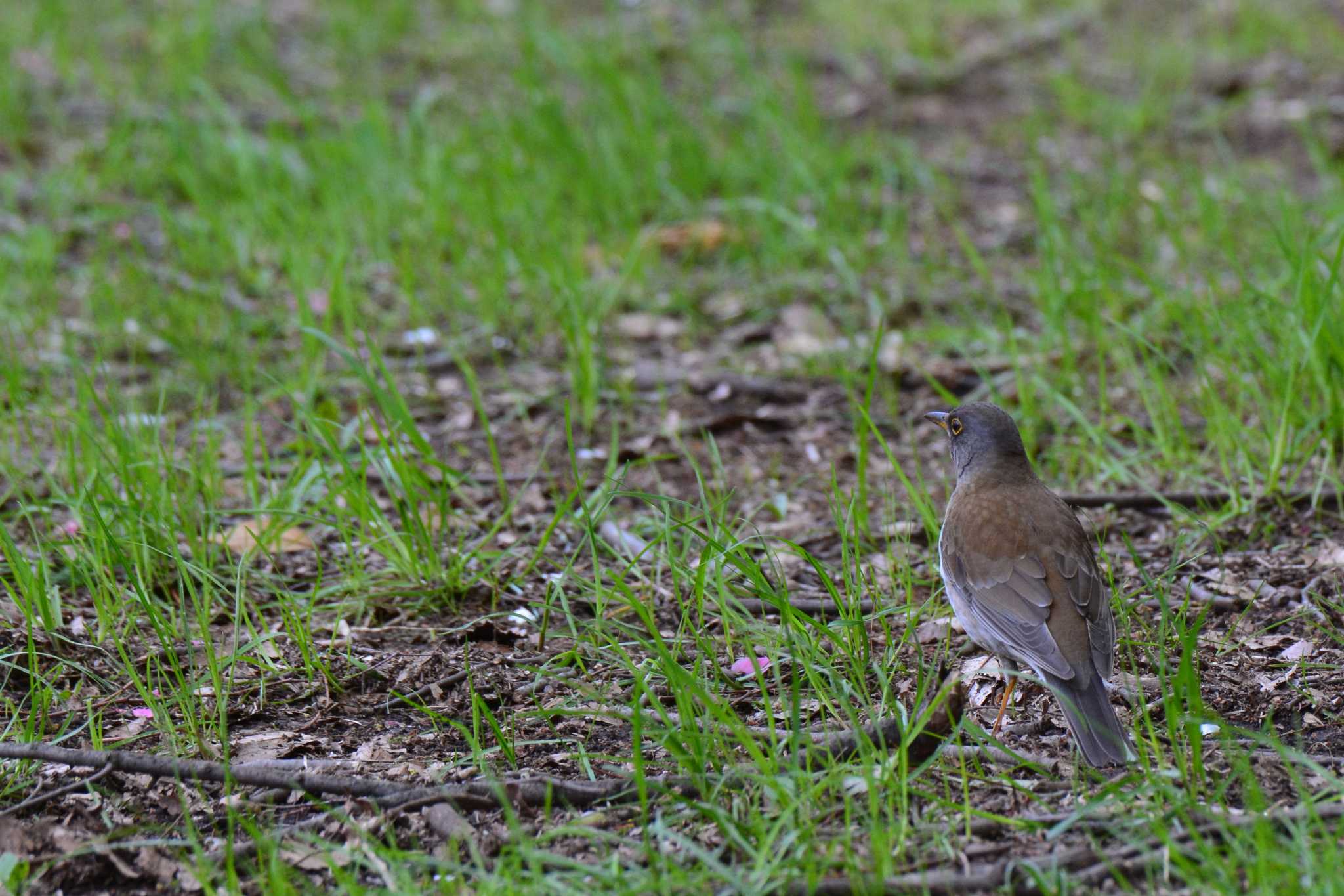 Pale Thrush