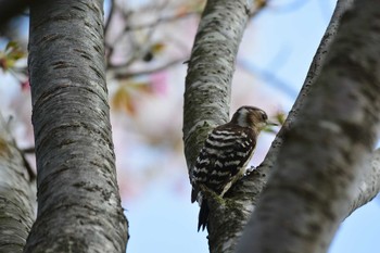 コゲラ 神代植物公園 2021年4月2日(金)