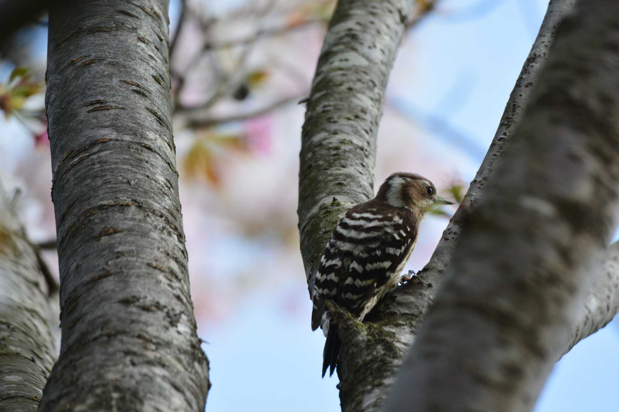 Japanese Pygmy Woodpecker